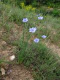 Linum pallescens
