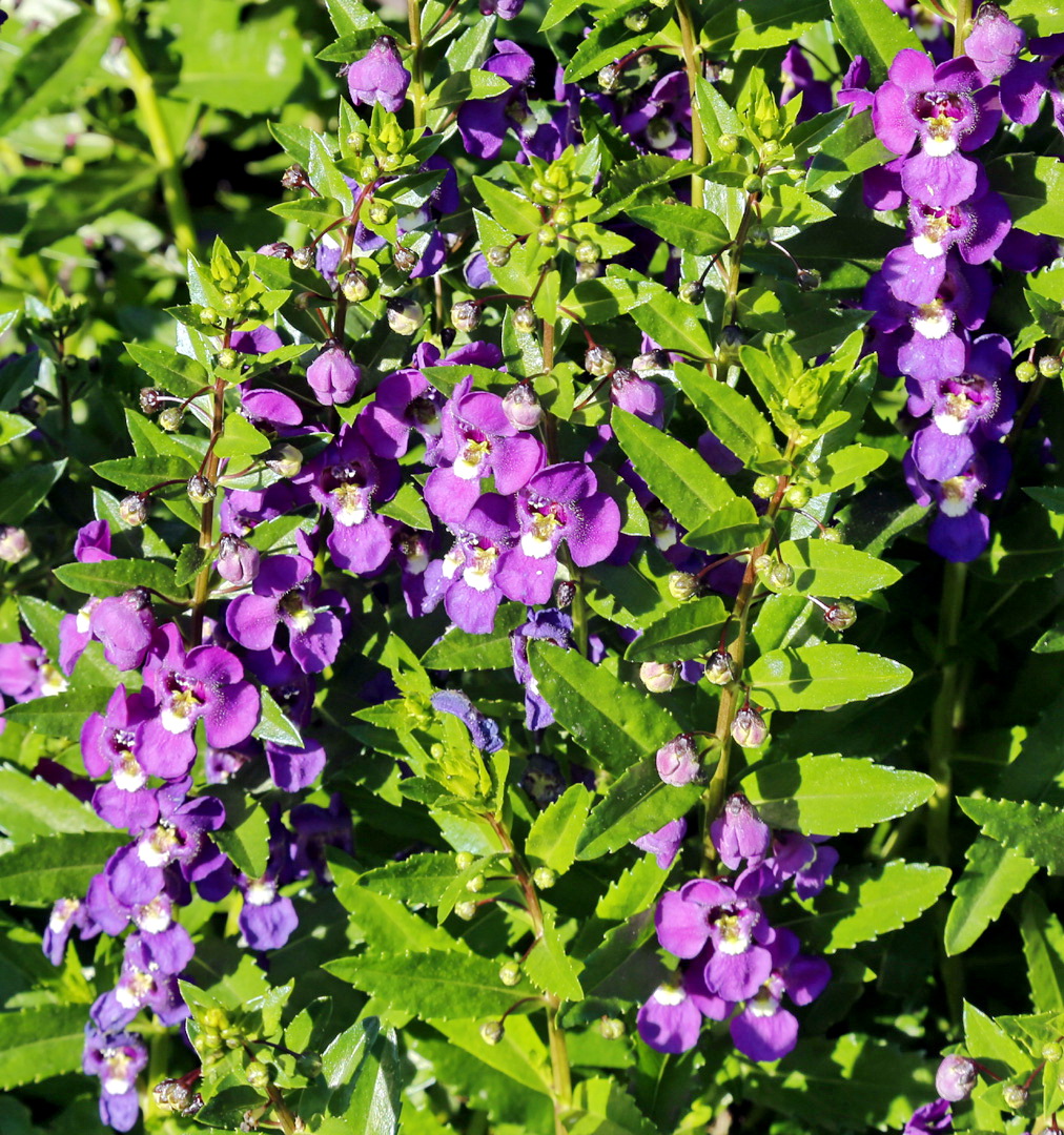 Image of Angelonia angustifolia specimen.