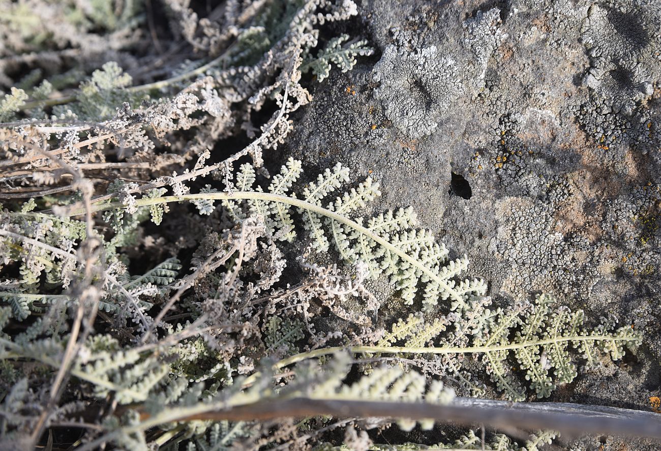 Изображение особи семейство Asteraceae.