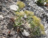 Cardaria draba