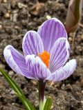 genus Crocus