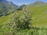 Cirsium balkharicum. Цветущее растение. Кабардино-Балкария, Черекский р-н, окр. с/п Верхняя Балкария, окр. пер. Сев. Курноят, ≈ 2160 м н.у.м., смотровая площадка. 29.07.2024.