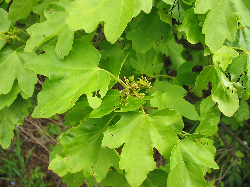 Image of Acer campestre specimen.