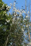 Salix pentandra. Верхушка плодоносящего растения, почти сбросившего листья. Беларусь, Витебская обл., окр. пос. Езерище, опушка сероольшаника (с доминированием Alnus incana). 27.08.2024.