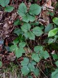 род Rubus