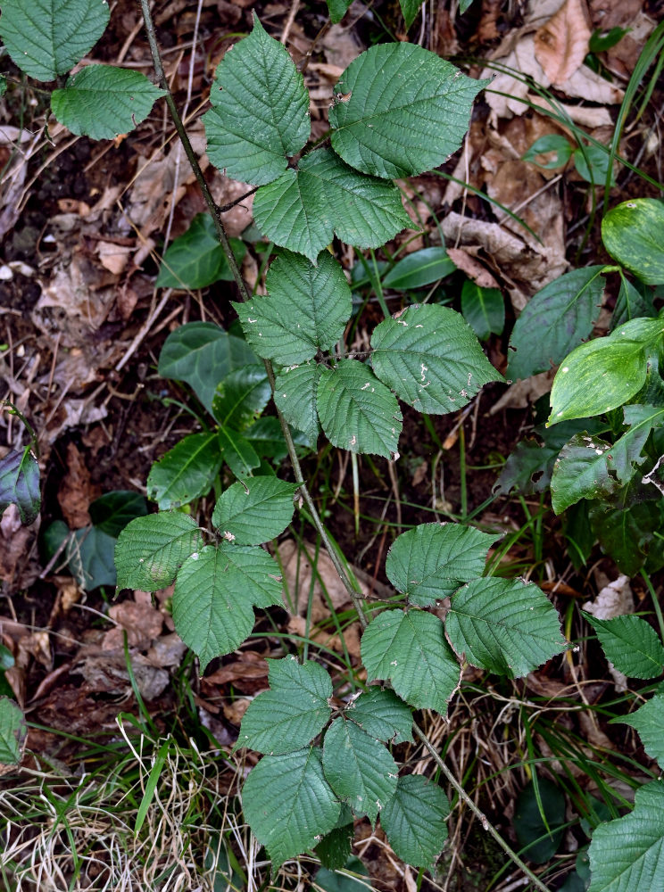Image of genus Rubus specimen.