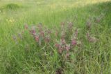 Vicia striata