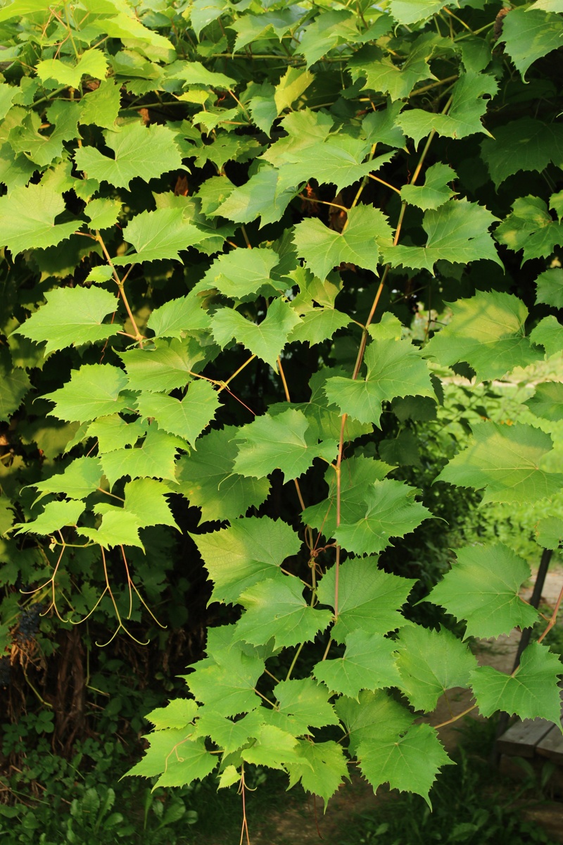 Image of Vitis × novae-angliae specimen.