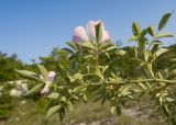 Rosa canina. Верхушка ветви с цветками (видна абаксиальная поверхность листьев). Краснодарский край, Крымский р-н, окр. станицы Неберджаевская, ур. Темрючки, заброшенный мергелевый карьер, на отвале грунта. 06.06.2025.