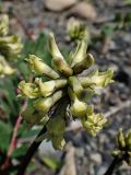 Astragalus schelichowii