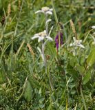 Leontopodium ochroleucum