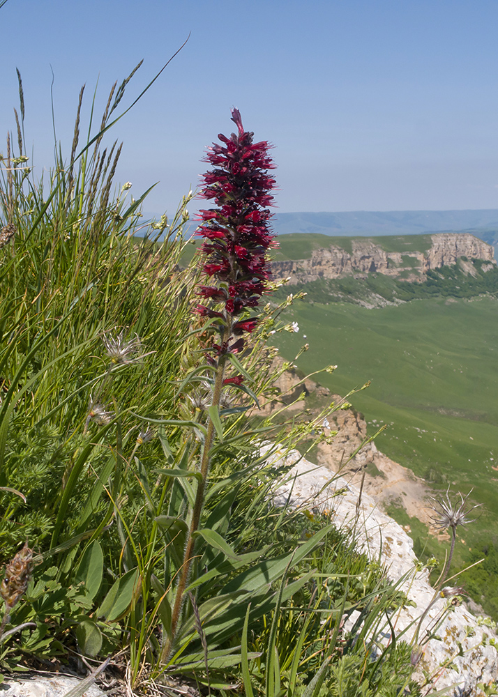 Image of Echium russicum specimen.