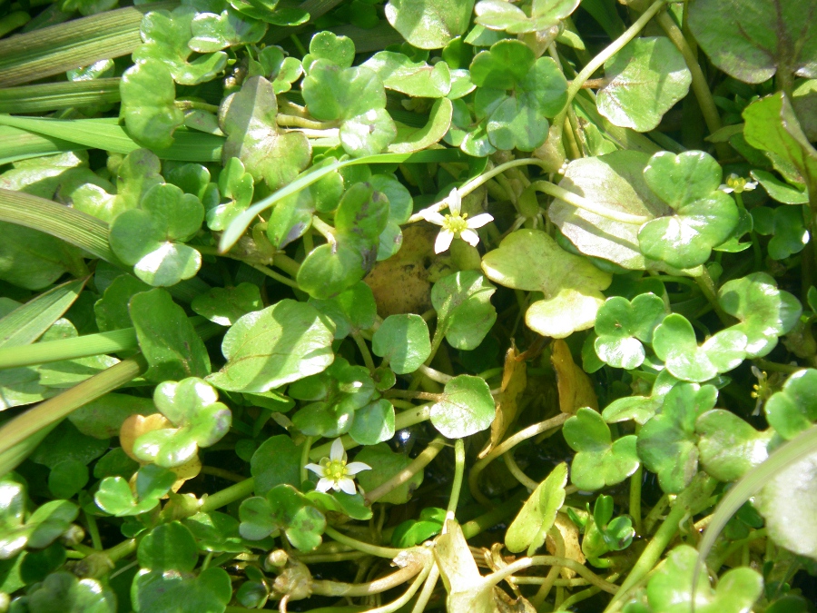 Image of Ranunculus hederaceus specimen.