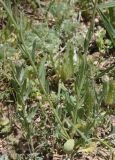 Centaurea depressa. Части побегов. Турция, ил Агры, р-н Догубаязит, окр. ур. Ноев Ковчег, выс. ок. 2000 м н.у.м., луг. 20 мая 2025 г.
