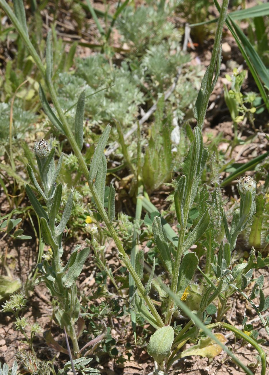 Image of Centaurea depressa specimen.