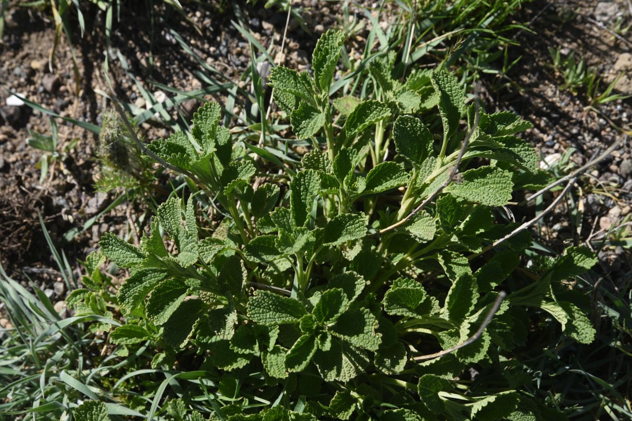 Image of Unknown species specimen.