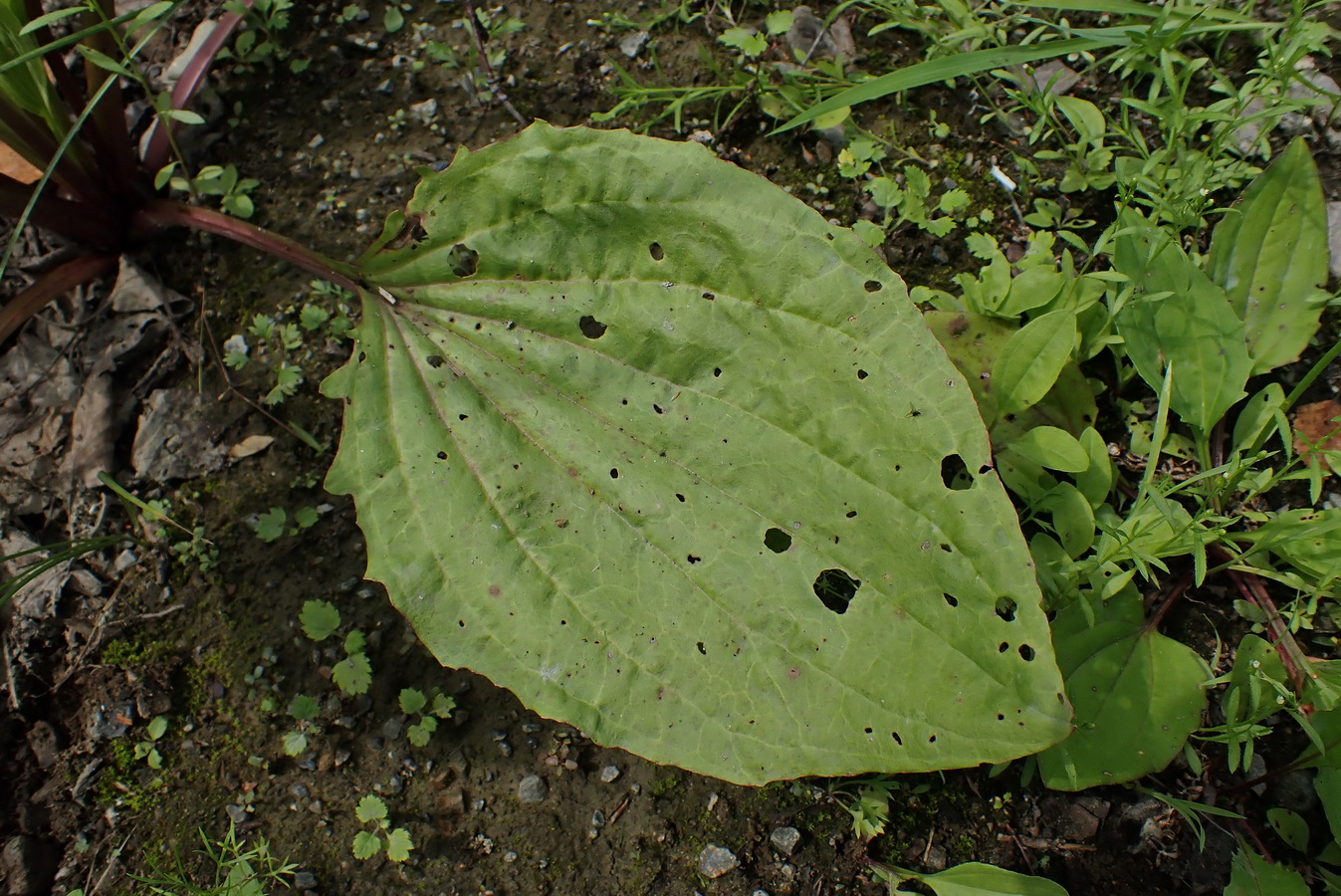 Изображение особи Plantago asiatica.