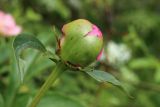 род Paeonia. Верхушка побега с бутоном. Беларусь, Витебская обл., пос. Езерище, частная усадьба, в цветнике. 13.06.2025.