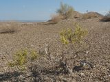 Arthrophytum balchaschense. Плодоносящее растение. Казахстан, Жетысуская обл., Панфиловский р-н, отроги Джунгарского Алатау, горы Долонтау, щебнистая россыпь накрывающая пестроцветы. 20 сентября 2025 г.