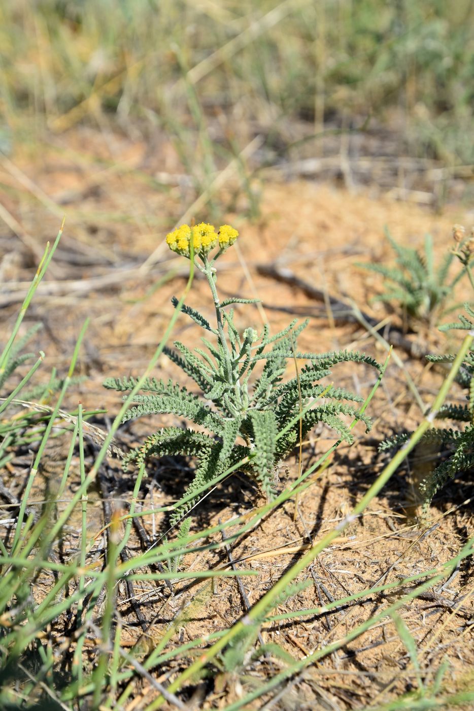 Изображение особи Achillea micrantha.