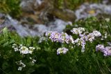 Cardamine seidlitziana. Цветущие растения. Кабардино-Балкария, Эльбрусский р-н, восточный склон горы Чегет, берег правого притока р. Донгуз-Орун в 1 км ниже озера, выс. ок. 2700 м н.у.м., альпийский луг. 18 июня 2025 г.