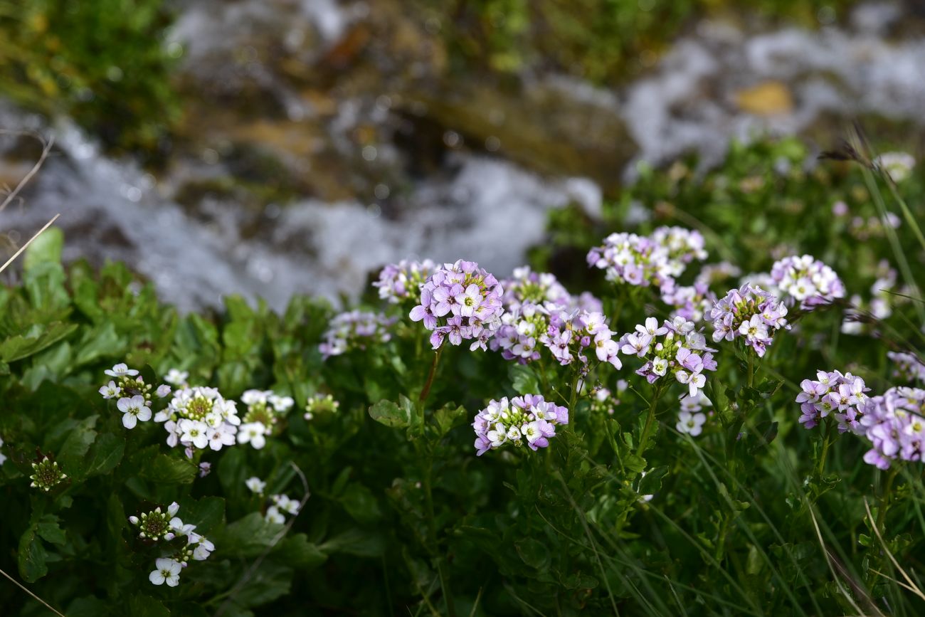 Image of Cardamine seidlitziana specimen.