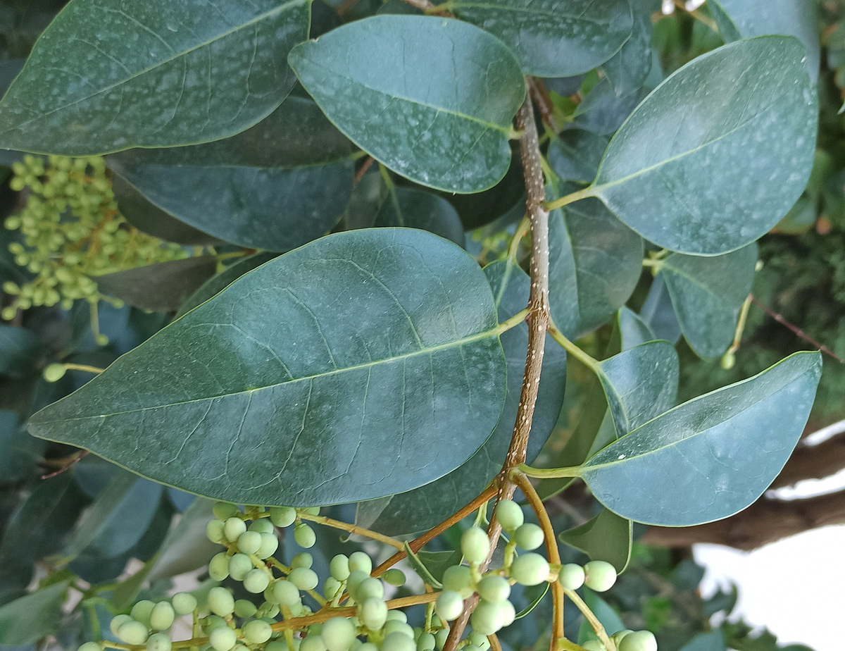 Изображение особи Ligustrum lucidum.