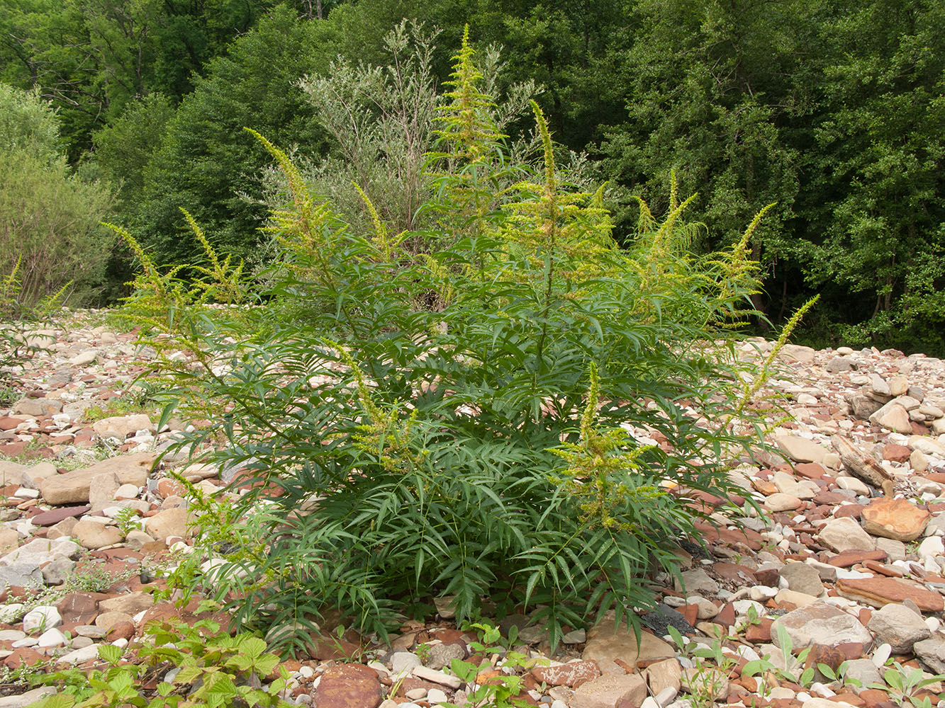 Изображение особи Datisca cannabina.