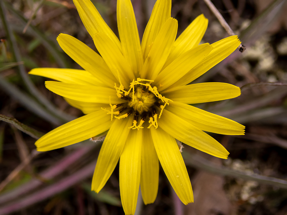 Изображение особи Scorzonera mollis.