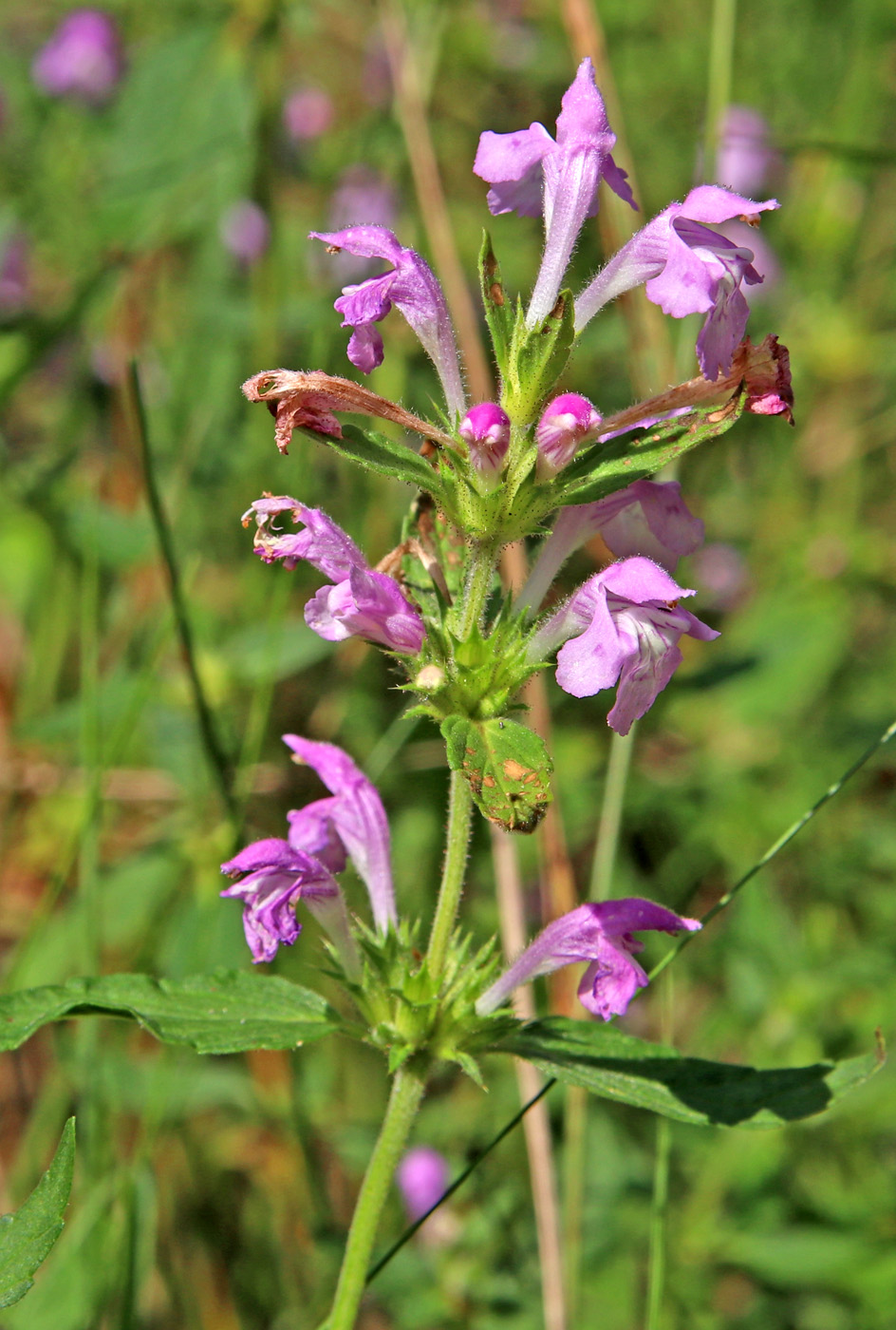 Image of Galeopsis ladanum specimen.
