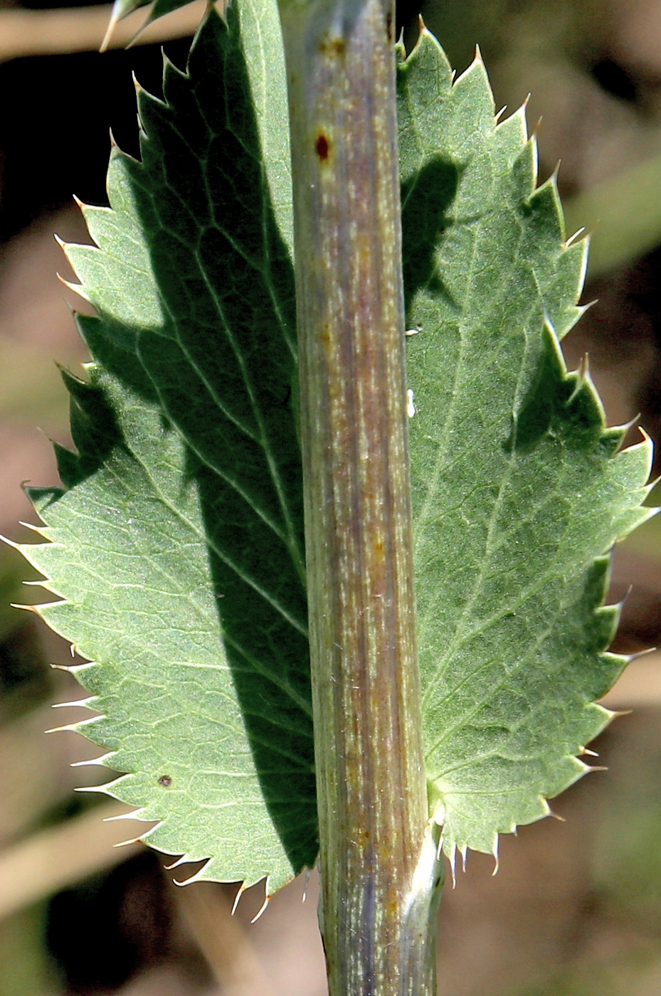 Изображение особи Eryngium planum.