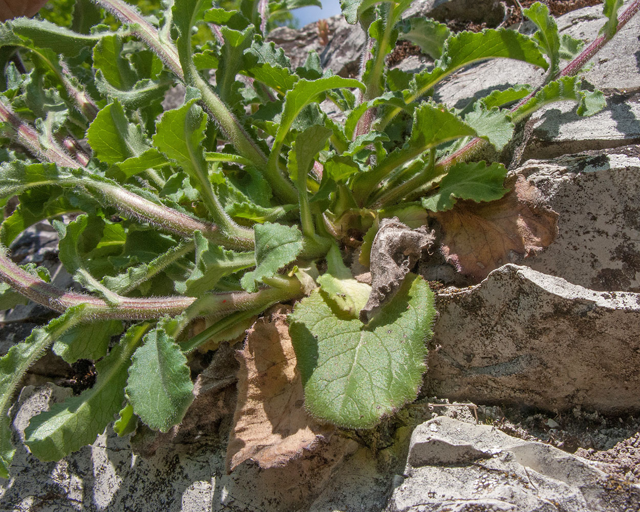 Изображение особи Campanula komarovii.