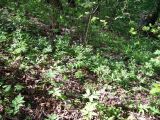 Cardamine bulbifera