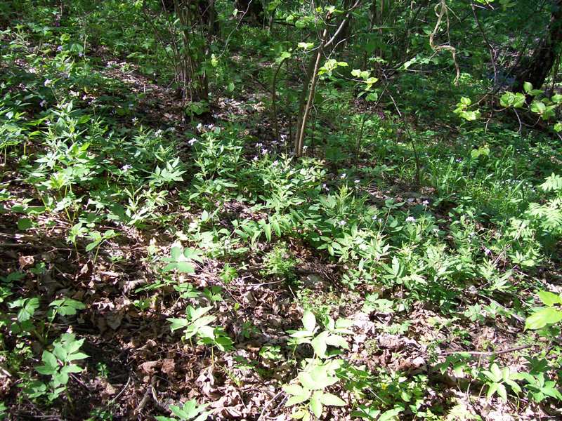 Image of Cardamine bulbifera specimen.