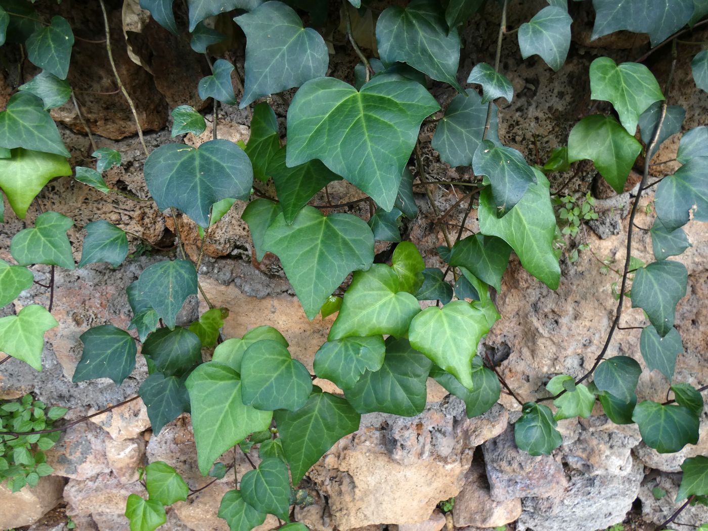 Image of Hedera colchica specimen.