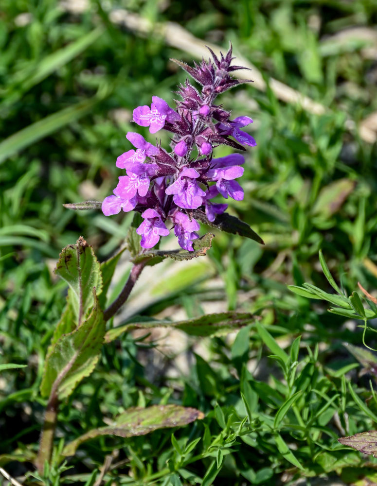 Image of Stachys palustris specimen.