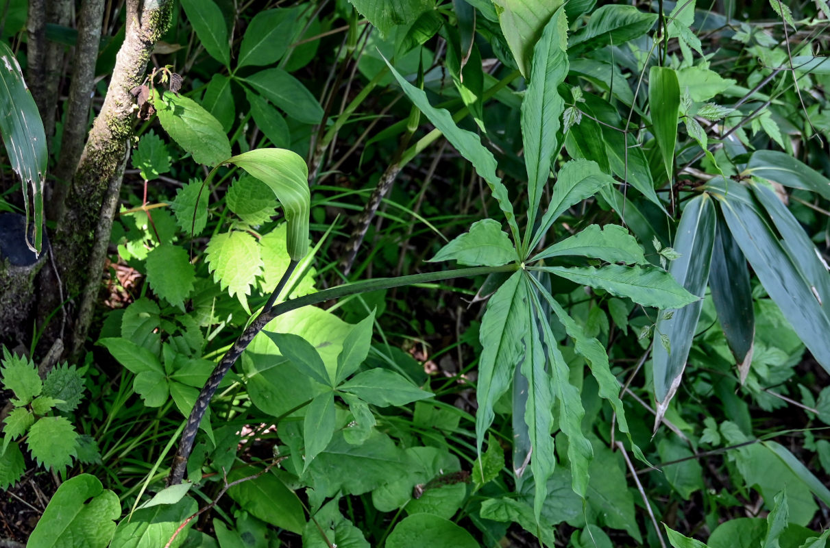 Изображение особи Arisaema consanguineum.