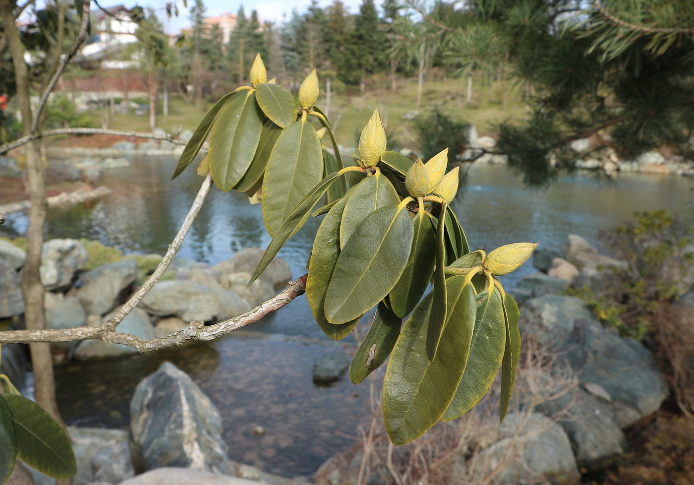 Изображение особи род Rhododendron.