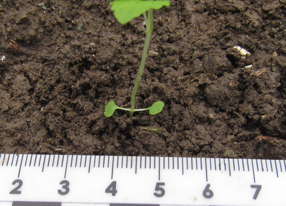 Image of Urtica dioica specimen.