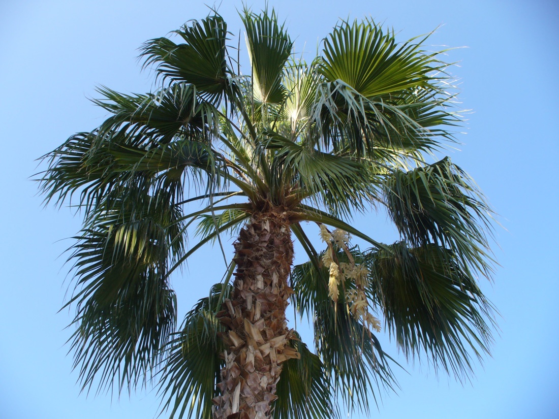 Изображение особи Washingtonia robusta.