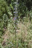 familia Plantaginaceae. Соцветия. Испания, Каталония, пров. Барселона, комарка Осона, муниципалитет Виланова-де-Сау, окр. н.п. Виланова-де-Сау, смешанный лес, обочина дороги. 31.05.2026.