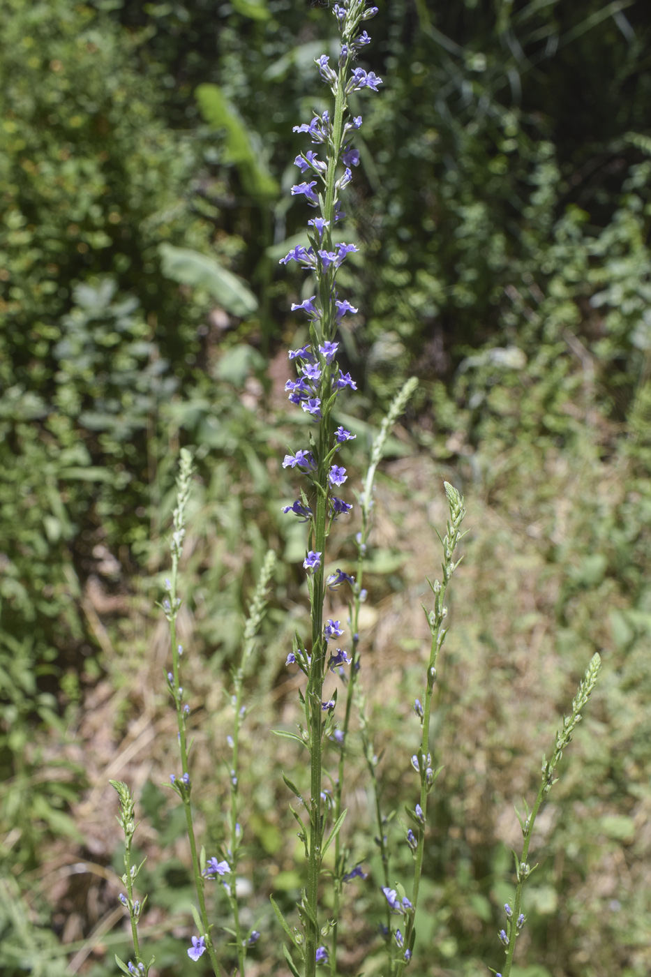 Image of Anarrhinum bellidifolium specimen.