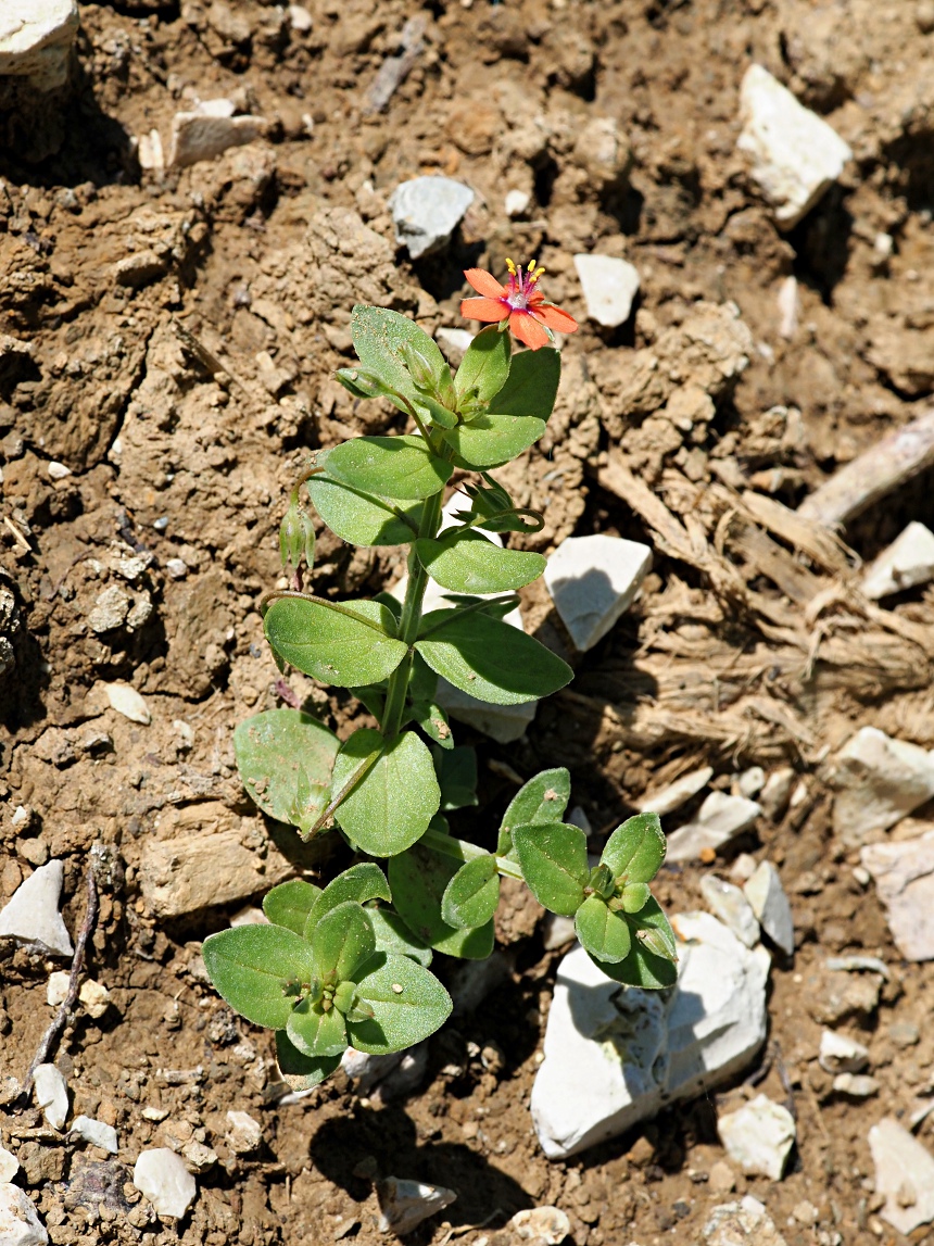 Изображение особи Anagallis arvensis.