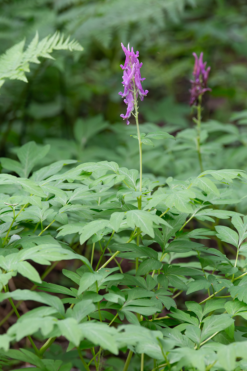 Image of Corydalis macrantha specimen.