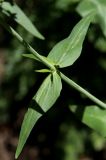 Centranthus ruber. Верхняя узловая часть стебля с листьями (верхний поврежден пилильщиком). Белгородская обл., пос. Ракитное, ул. Сосновая, 2, в культуре. 27 июня 2026 г.
