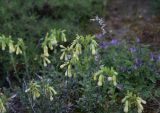 genus Onosma. Верхушки цветущих растений. Грузия, край Самцхе-Джавахети, Ахалцихский муниципалитет, левый борт р. Цинубанисцкали, окр. горячего источника Цинубани. 9 июня 2026 г.