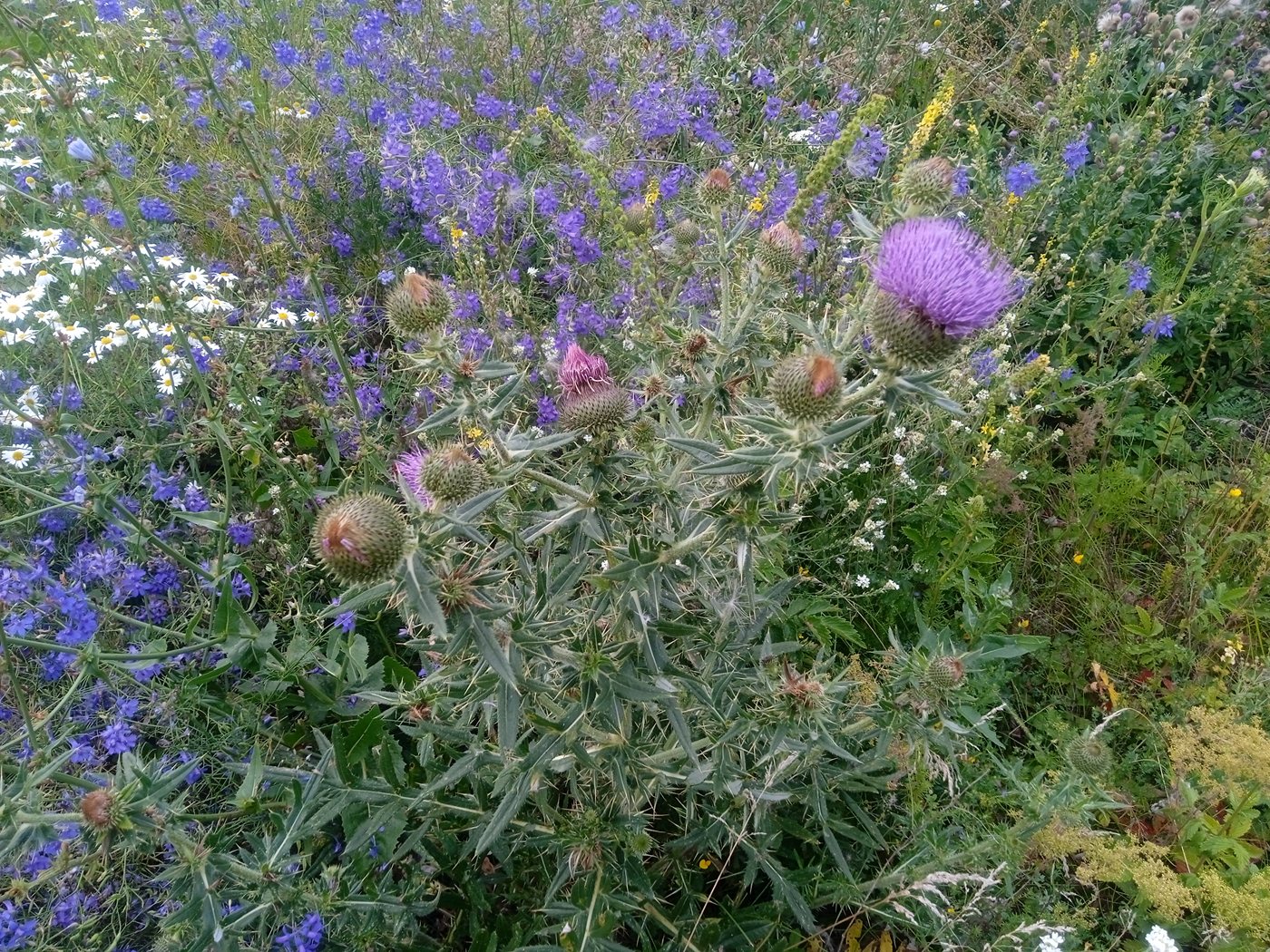 Image of Cirsium serrulatum specimen.