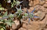 Eryngium dilatatum. Верхушка побега с соцветиями. Португалия, округ Бежа, окр. г. Карвальял, каменистый склон. 06.06.2026.