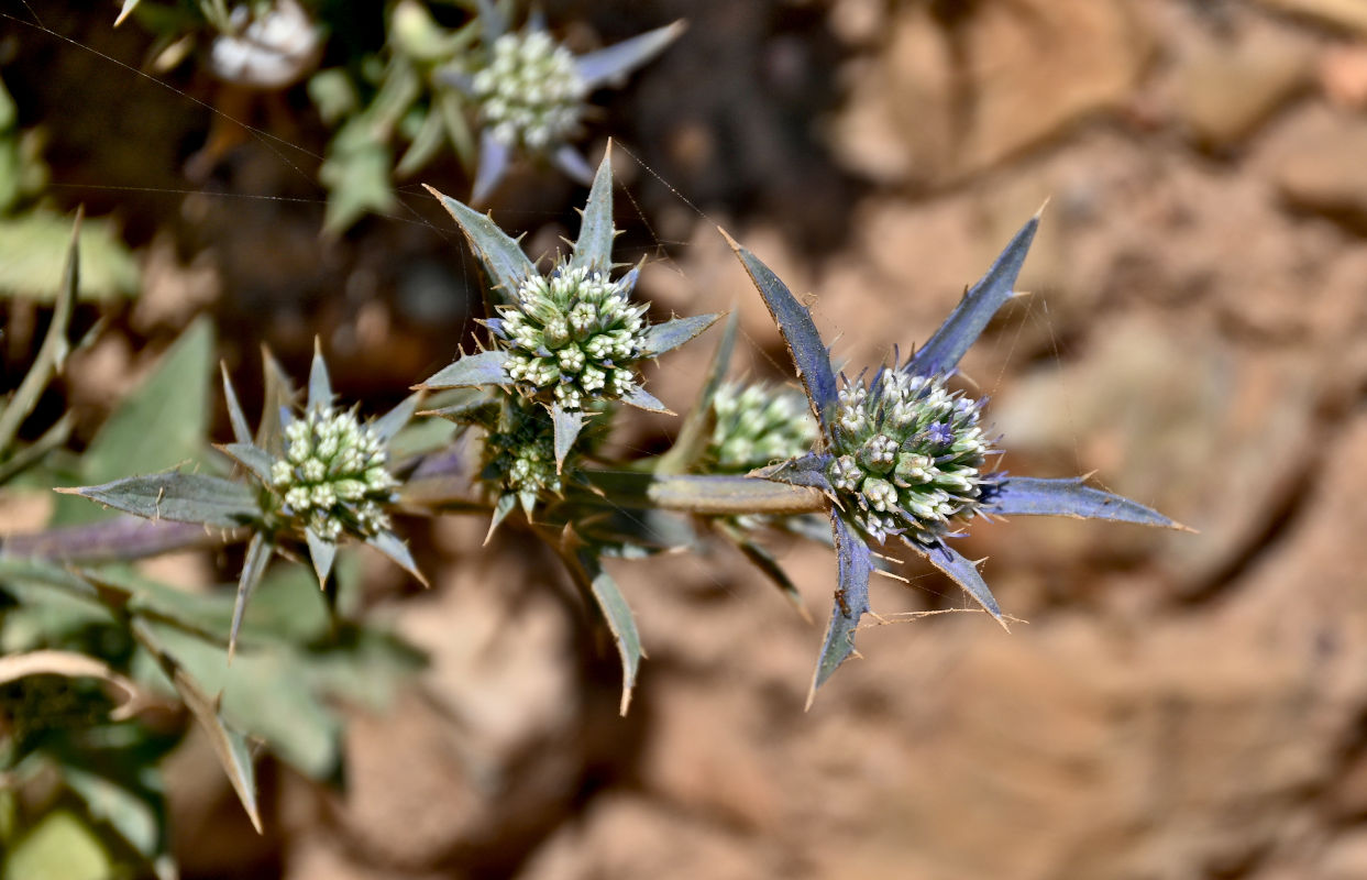 Изображение особи Eryngium dilatatum.