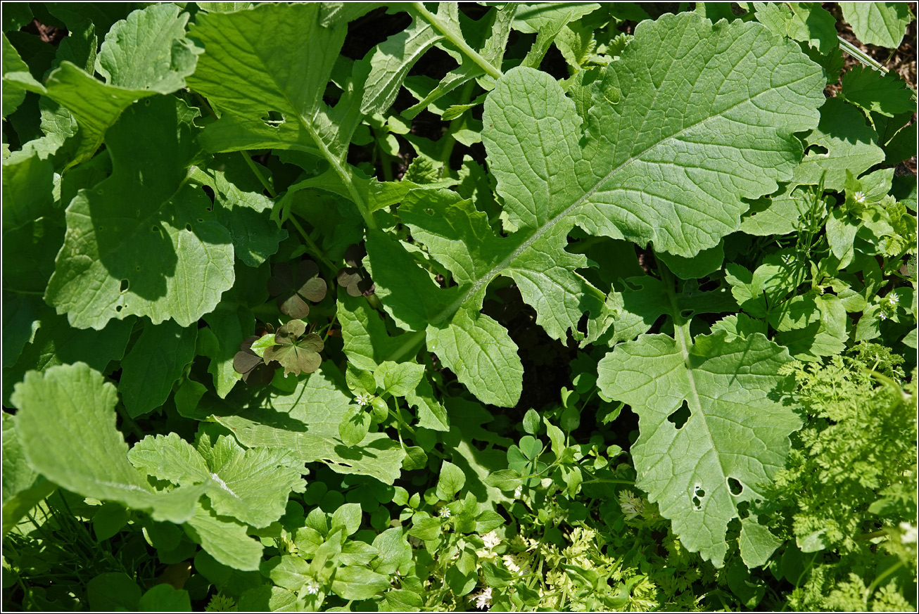 Изображение особи Raphanus raphanistroides.